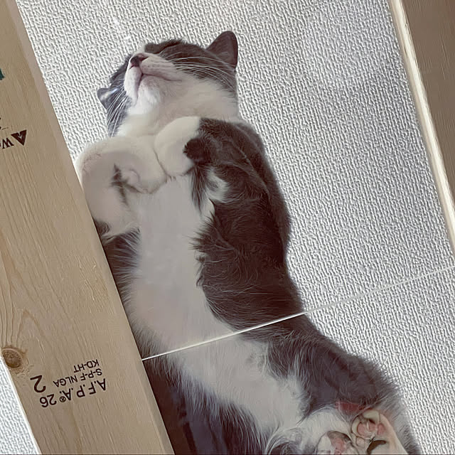 kekeさんの実例写真
