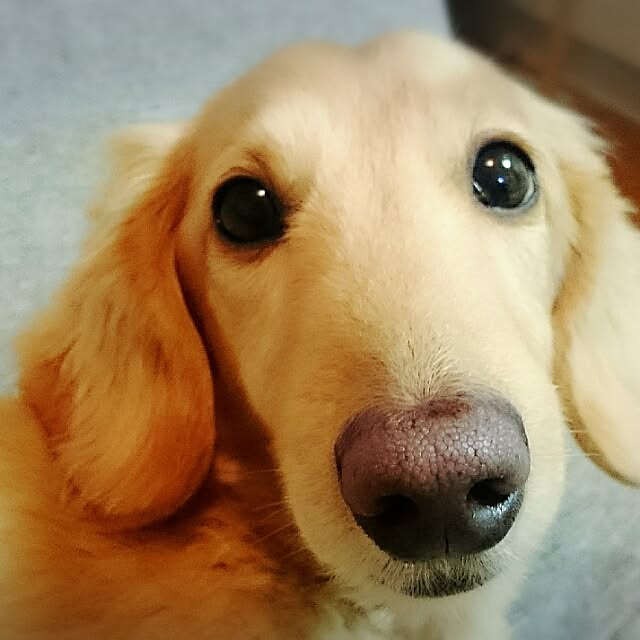 elkun.mamaさんの実例写真