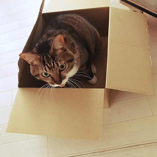 猫/雑貨/リビングのインテリア実例 - 2021-02-21 15:35:15