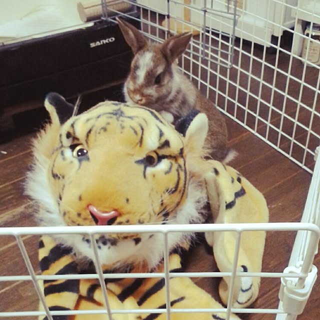 jankenkenさんの実例写真