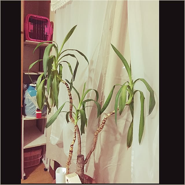 maria.rさんの実例写真