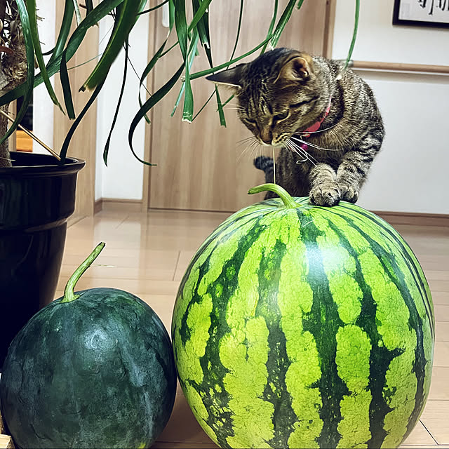 uutann320mozukuさんの実例写真