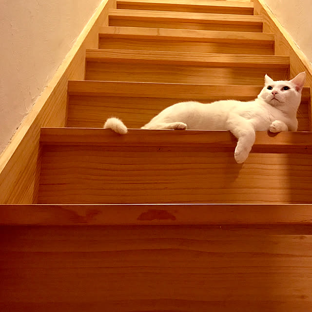 sakurasakuさんの実例写真