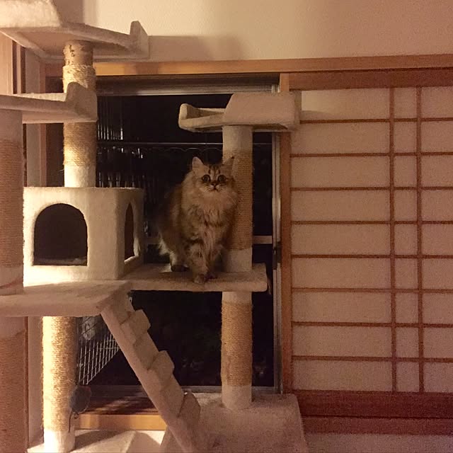 butachanさんの実例写真
