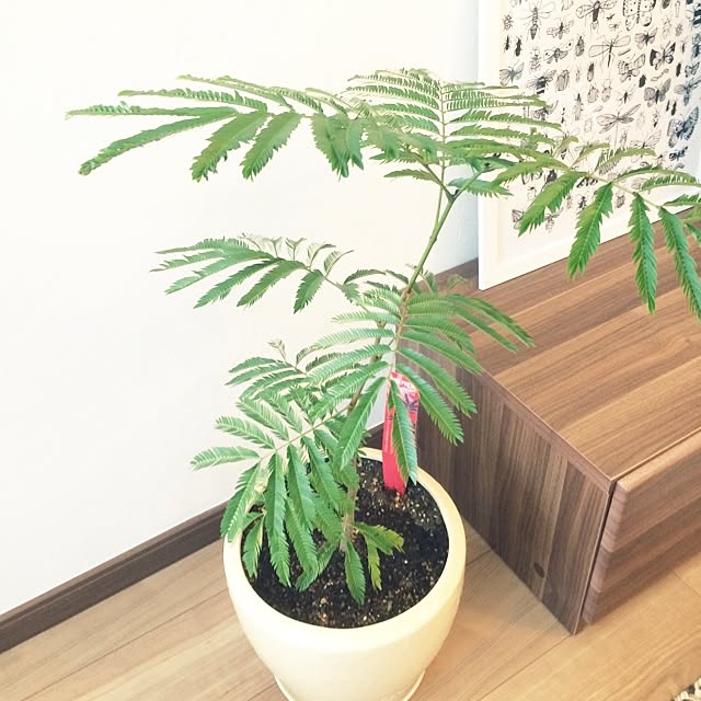 saekaさんの実例写真