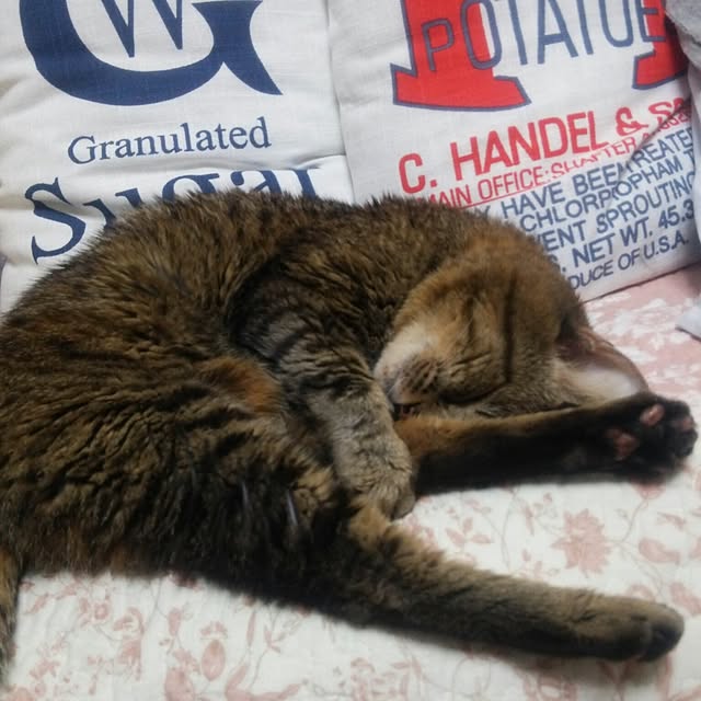 kittenblueさんの実例写真
