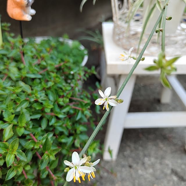 kiraさんの部屋