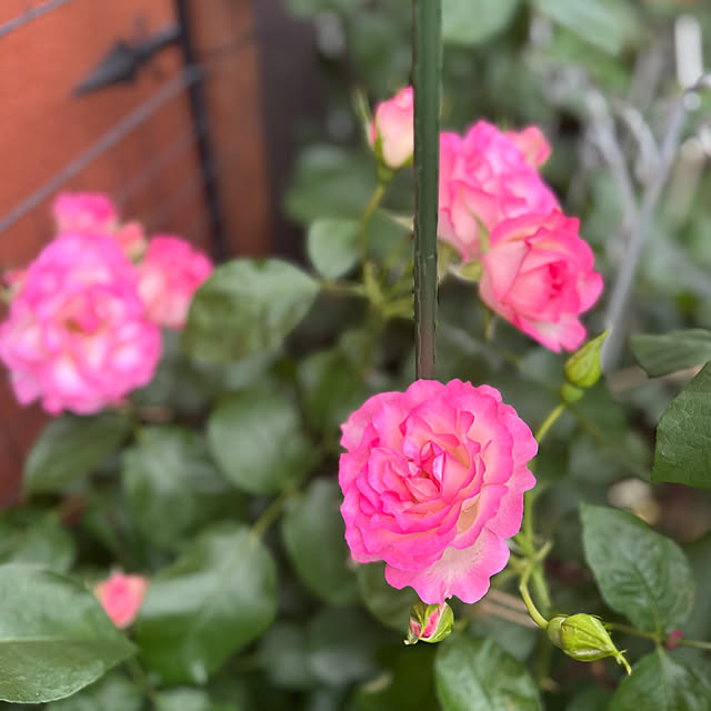 RoseLife5818さんの部屋
