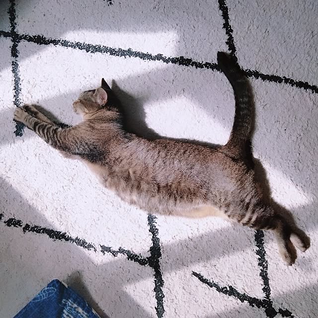 cocomintさんの実例写真
