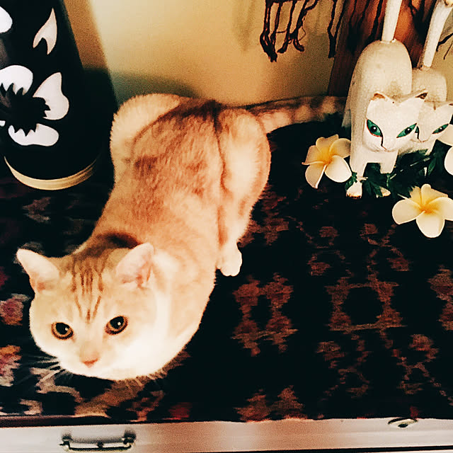 aiaiさんの実例写真