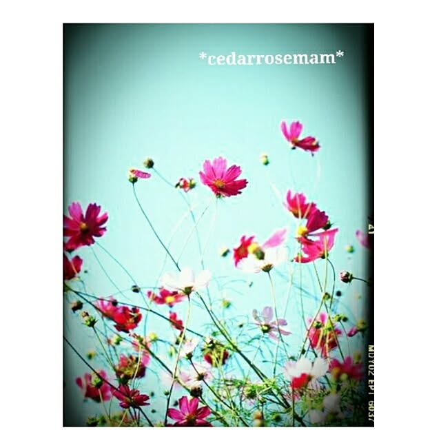 cedarrosemamさんの実例写真