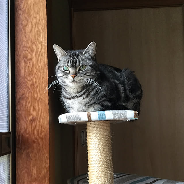 richanさんの実例写真