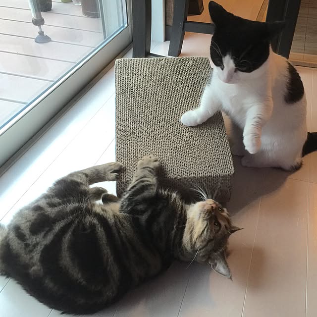 neuruさんの実例写真