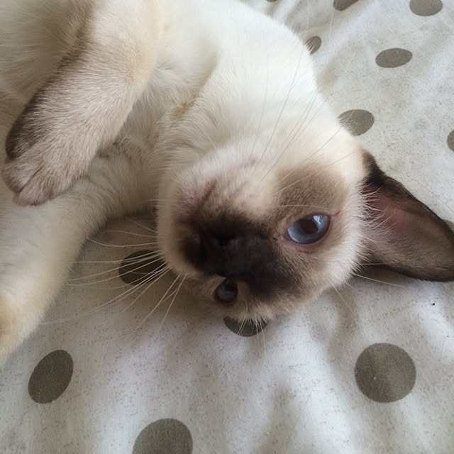 chadoさんの実例写真
