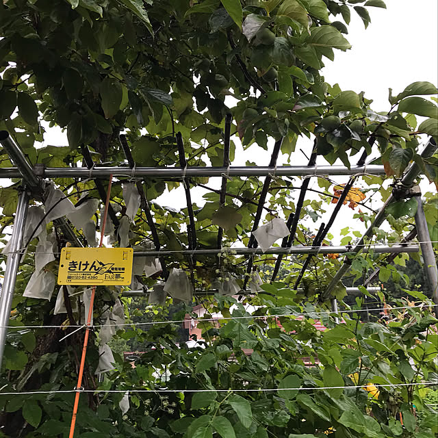 aoinokimiさんの実例写真