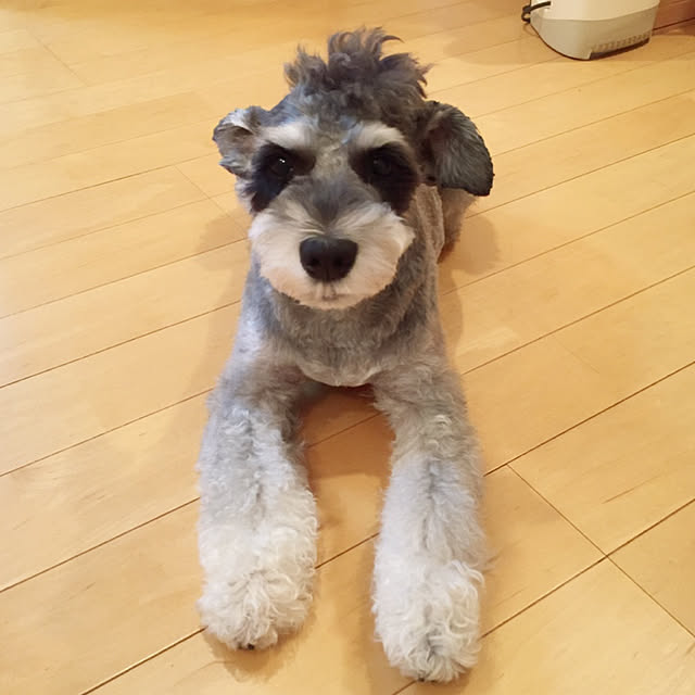 satomiさんの実例写真