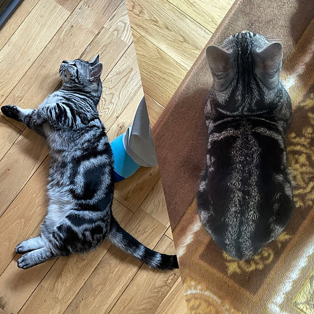 yumiさんの実例写真