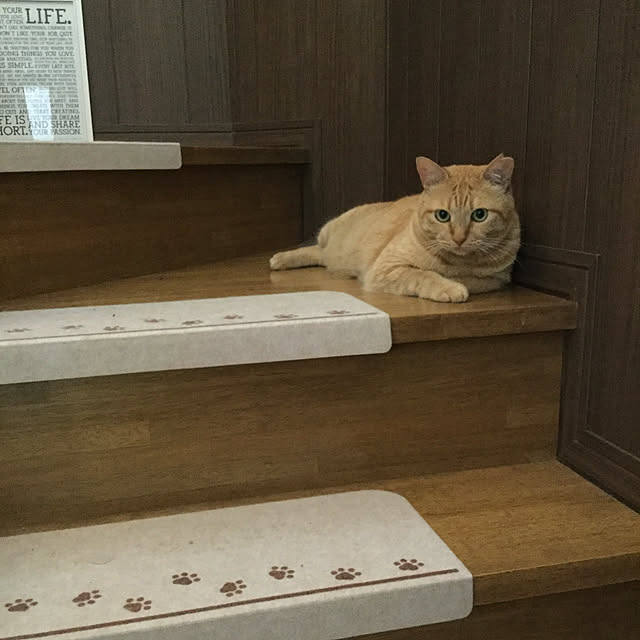chikaさんの実例写真