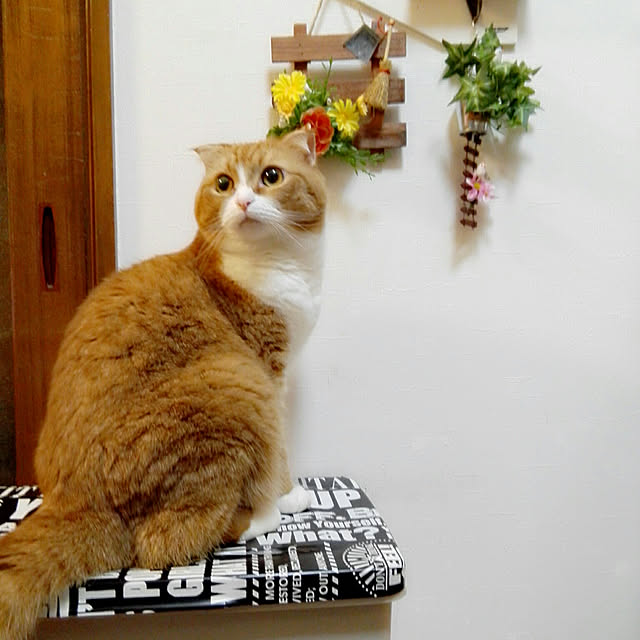 kumingさんの実例写真