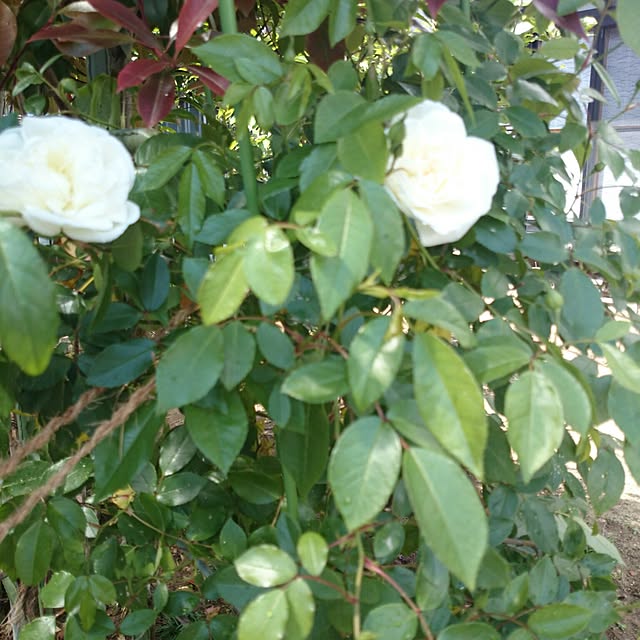 plumeriaさんの実例写真