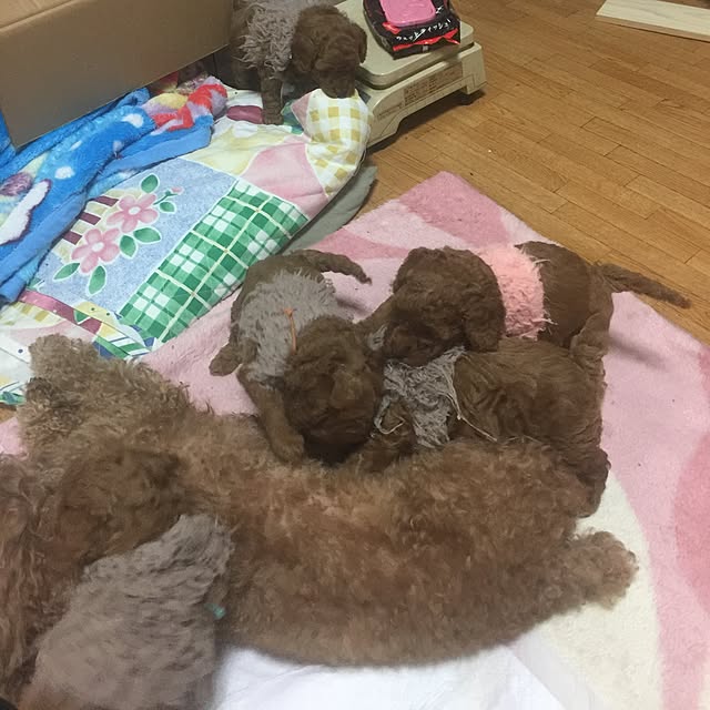 sei.kan.hide.chiyoさんの実例写真