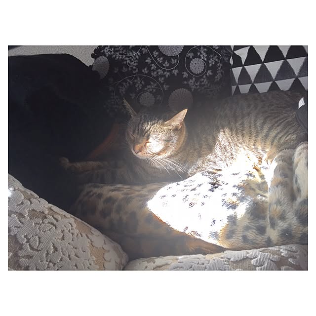 catwomanさんの実例写真