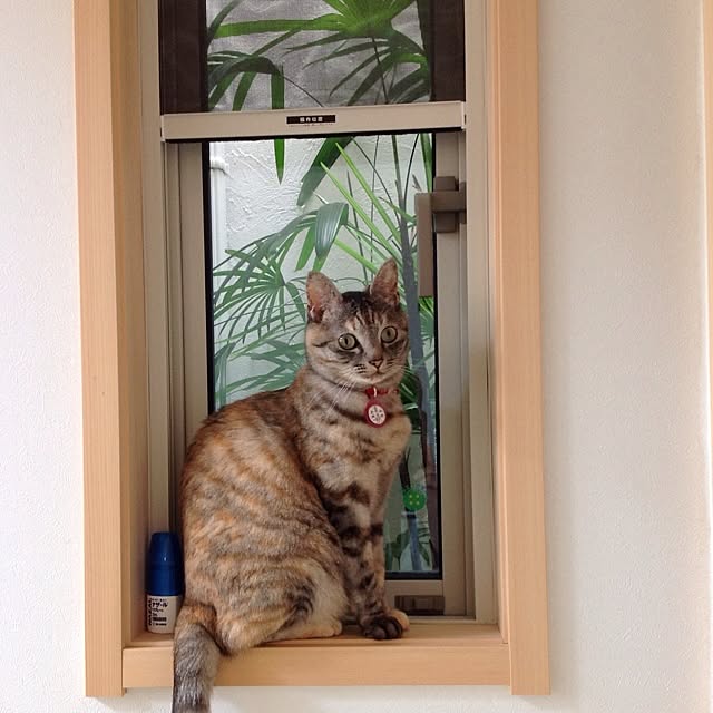 shinさんの実例写真
