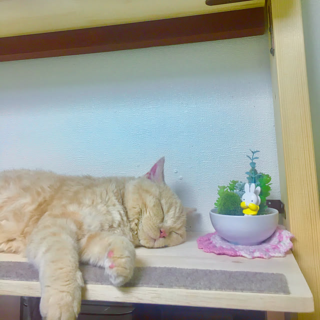 naokoさんの実例写真