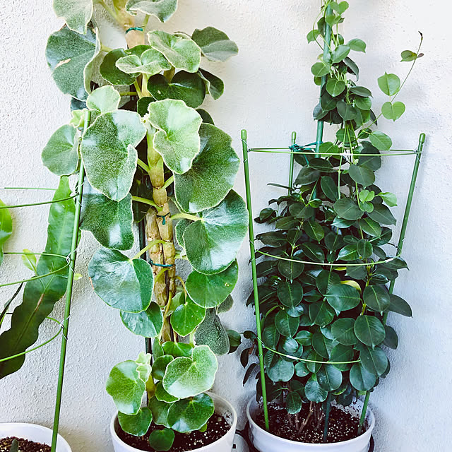 hanachanさんの部屋