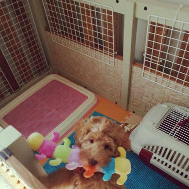 asppyさんの実例写真