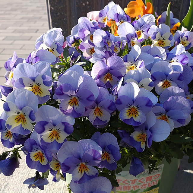 luckygirl.takemiさんの実例写真