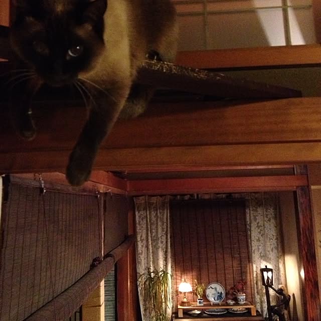 salyuさんの実例写真