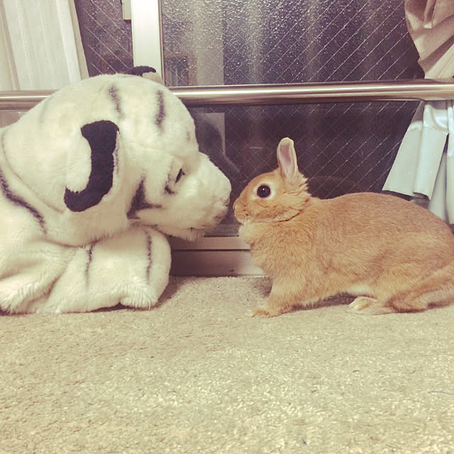 moonさんの実例写真