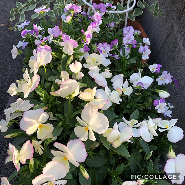 Alohaさんの実例写真