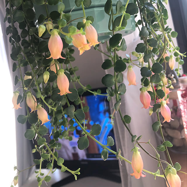 megh731さんの実例写真