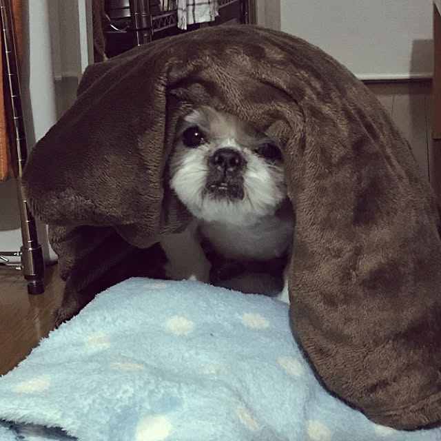 lenkaさんの実例写真