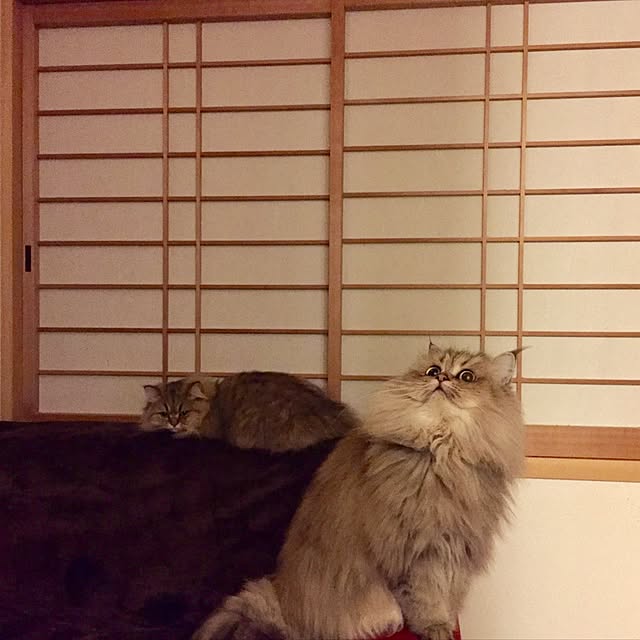 butachanさんの実例写真