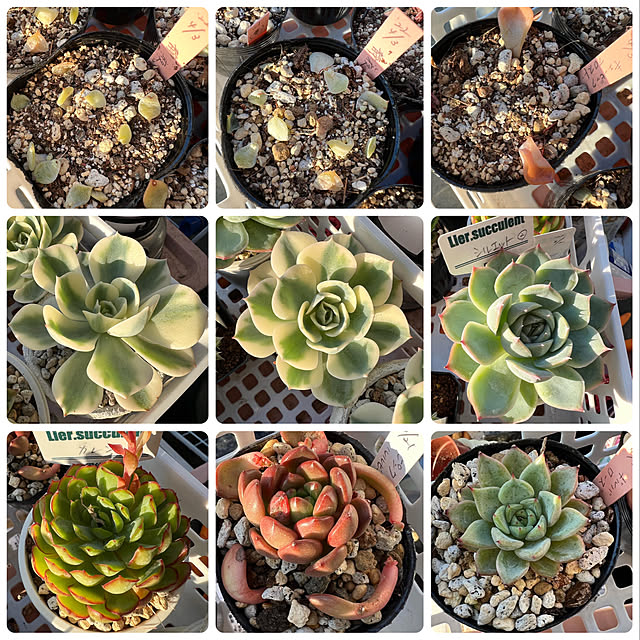 melmelさんの実例写真