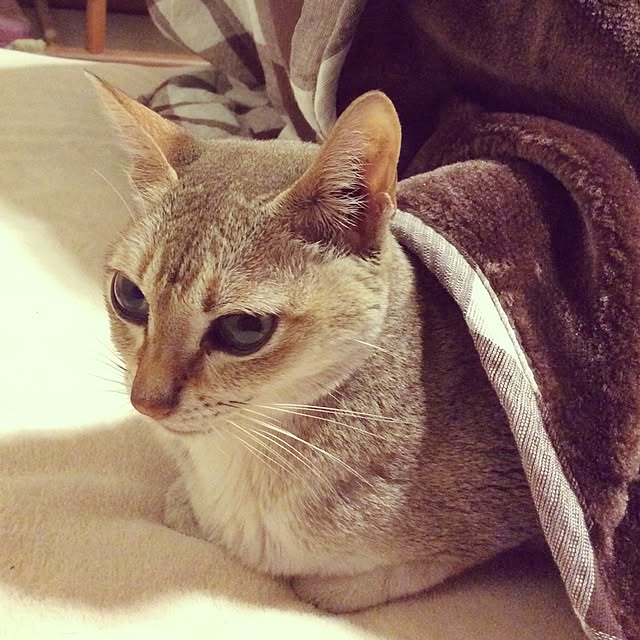miikoさんの実例写真
