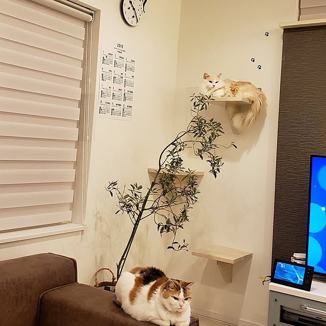 megu.catさんの実例写真