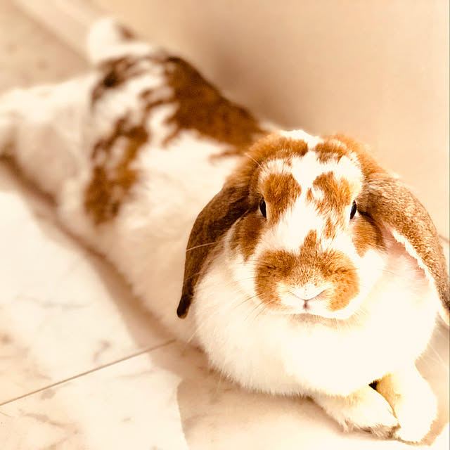 ratekoさんの実例写真