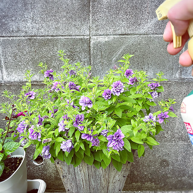 punknさんの実例写真