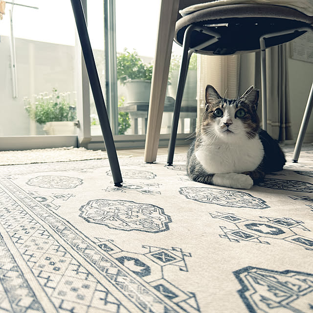 nekomiさんの部屋