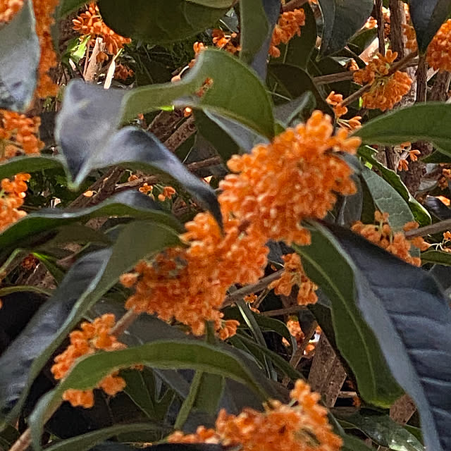 akemiさんの実例写真