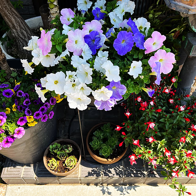 お花大好き♡/お花のある暮らし/玄関/入り口のインテリア実例 - 2022-06-17 13:51:26