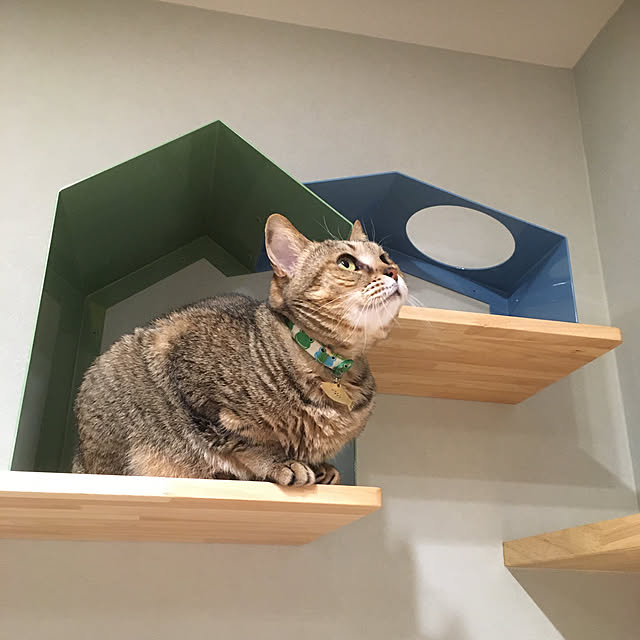 nyancohomeさんの実例写真
