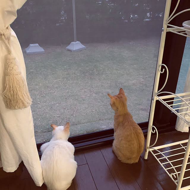 himetanさんの実例写真
