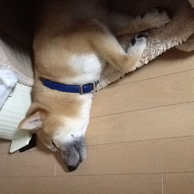 kotaさんの実例写真