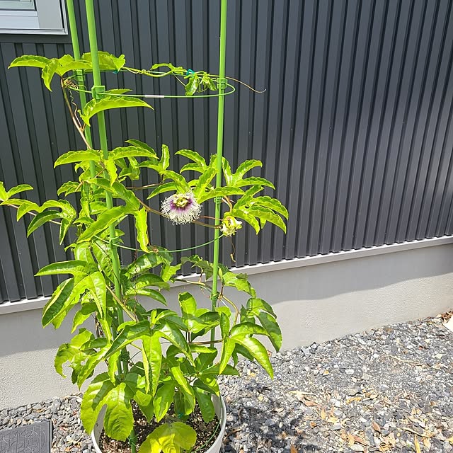 Rubiconさんの部屋