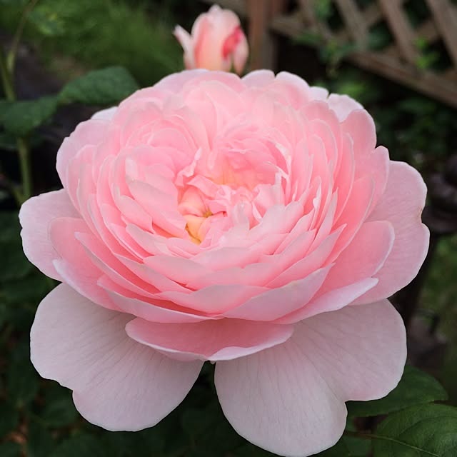 pink.heart.countryさんの実例写真